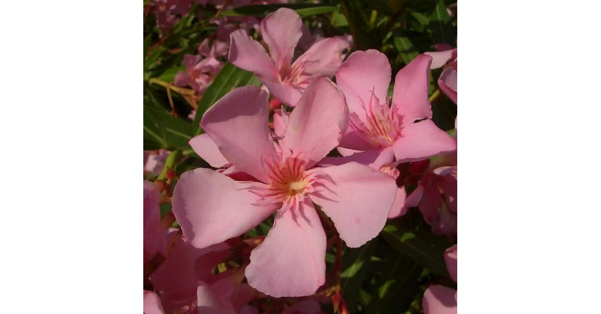 Laurier Rose Magaly - Nerium - Plantes de Climat Doux - shop-ramette.fr